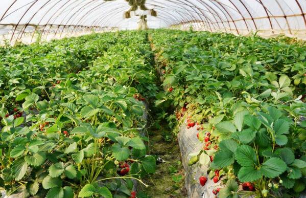 在沈阳草莓大棚种植时要避免的问题