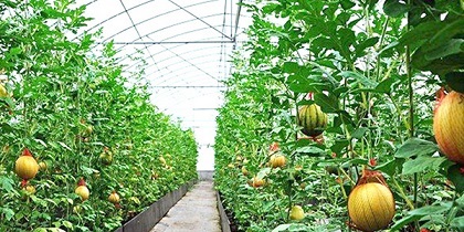 快来一起学水果大棚中种植草莓的技术